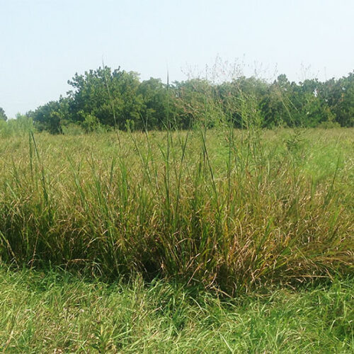 Native Wildflower and Prairie Grass Identification: Learning Our Land